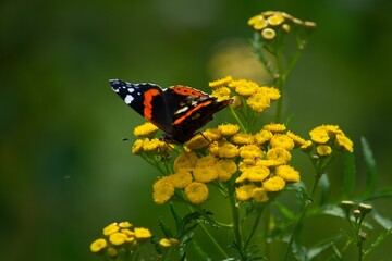 Closeup shot of a butterfly on a flower