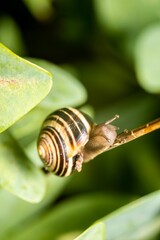 Vertical shot of a grove snail (Cepaea nemoralis) with a dark lip to the shell on a thin branch