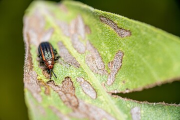 Close-up shot from a Goldenrod leaf miner (Microrhopala vittata)
resting on an Infested leaf