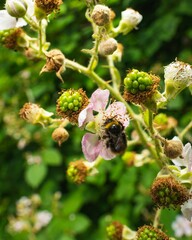 Vertical closeup shot of a honeybee pollinating a raspberry bush flower