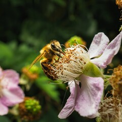 Closeup shot of a honeybee pollinating a raspberry bush flower