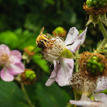 Closeup shot of a honeybee pollinating a raspberry bush flower