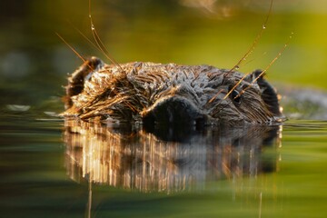 Closeup shot of a cute wet otter face peeking out from a lake surface