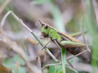 Macro photo of a Great Green Bush Cricket (Tettigonia viridissima) holding on to a grass	