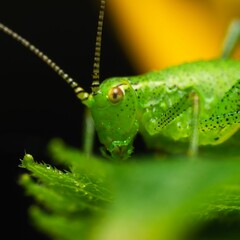 Macro shot of a green speckled bush-cricket on a leaf