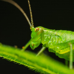 Macro shot of a green speckled bush-cricket on a leaf