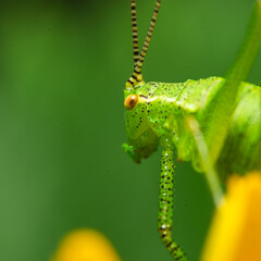 Macro shot of a green speckled bush-cricket on a leaf