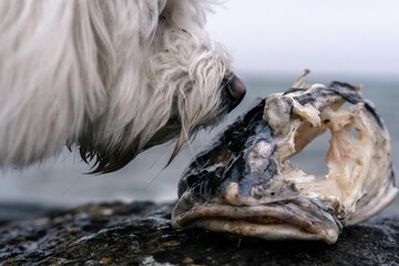 Closeup shot of a dog sniffing an old dead fish on the ground in daylight