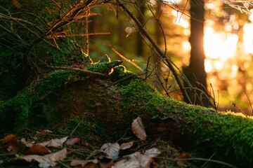 Closeup view of wooden thick roots of a tree covered in green moss in a forest at sunset