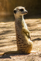 little meerkat sitting looking around