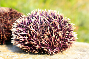 Sea Urchins from the Adriatic Sea

