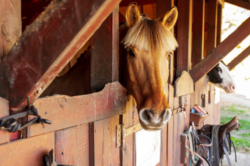 Koń w drewnianym boksie, głowa końska. - obrazy, fototapety, plakaty