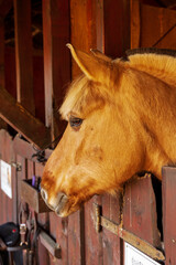 Koń w drewnianym boksie, głowa końska. - obrazy, fototapety, plakaty