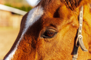 Końska głowa, zbliżenie na oczy konia. - obrazy, fototapety, plakaty