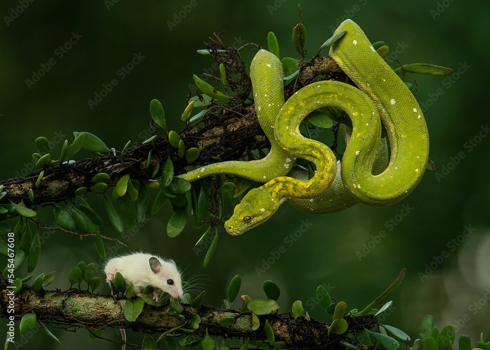 Poster closeup of a green tree python on a tree near a white mouse