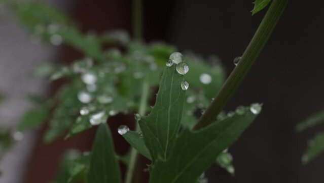 Closeup of fresh green leaves with raindrops