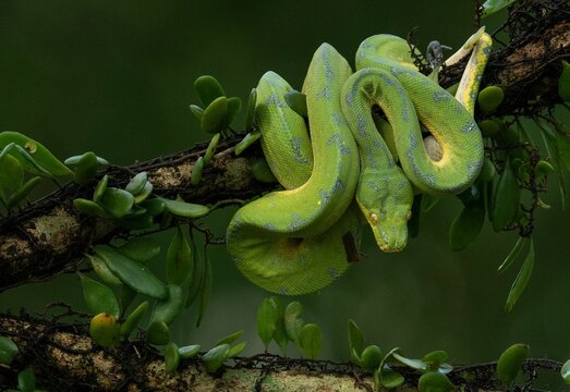 Closeup of a Green Tree Python on a tree