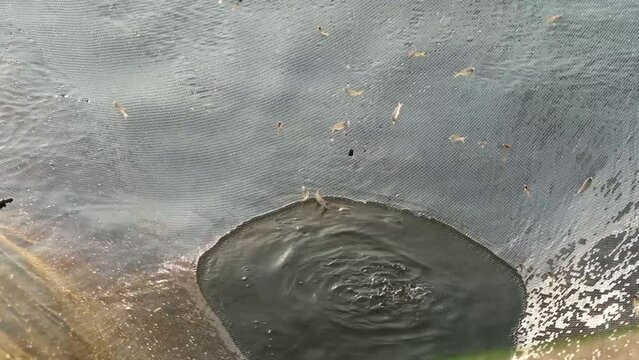 Catch fish with nets