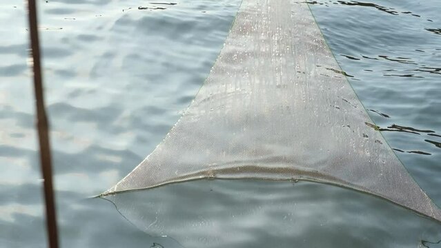 Catch fish with nets