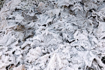 Frozen leaves background