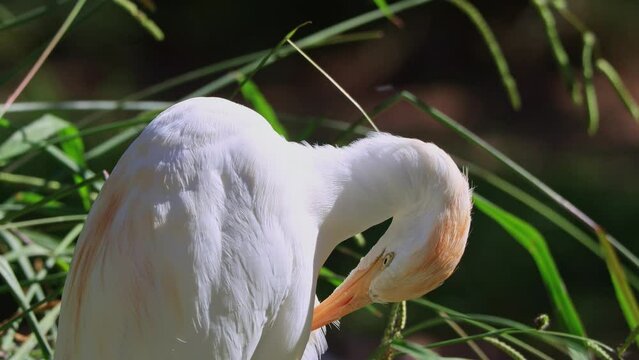 Close up shot of cute Egret