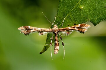 Closeup of a geina on a green leaf
