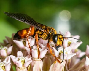 Closeup of a spilomyia bee on the pretty flower
