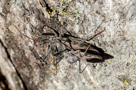 Closeup of an arilus cristatus on the tree trunk