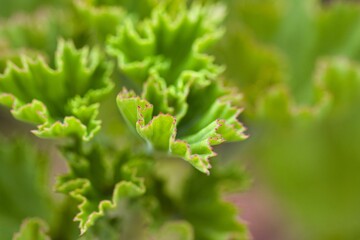 Closeup shot of a textured green citronella leaves