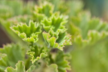 Closeup shot of a textured green citronella leaves