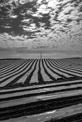 Vertical shot of a Ploughed field on a cloudy day in grayscale