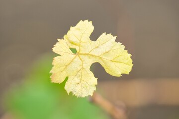 Selective focus shot of a light yellow leaf in a park