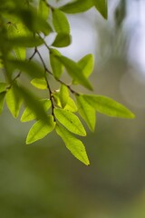 Fototapeta na wymiar Vertical closeup shot of green thing leaves on a tree branch