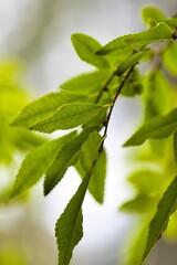 Vertical closeup shot of green thing leaves on a tree branch