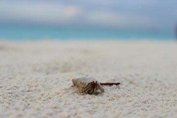 Closeup shot of a small hermit crab crawling around on a sandy seashore
