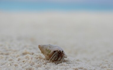 Closeup shot of a small hermit crab crawling around on a sandy seashore