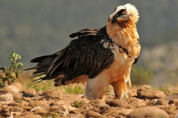 Scary bearded vulture bird in the rocky valley on a sunny day