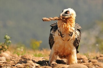 Scary bearded vulture bird in the valley holding a bone in the beak