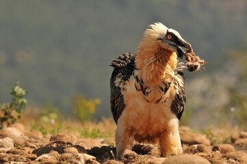 Scary bearded vulture bird in the valley holding a bone in the beak