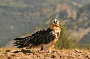 Scary bearded vulture bird in the valley holding a bone in the beak