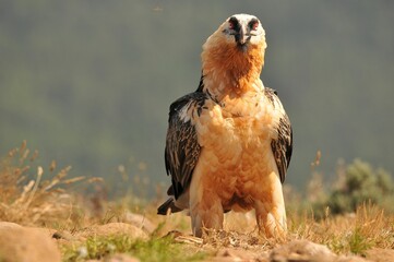Scary bearded vulture bird in the rocky valley on a sunny day