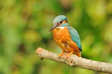 Closeup of a common kingfisher bird perched on the tree branch