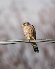 Vertical shot of a common kestrel on the blurry background