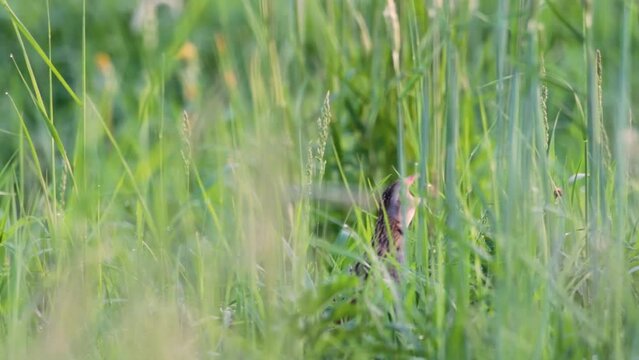 Bird Corncrake Crex crex, bird in natural habitat, a bird sings in a meadow among the tall grass, spring morning, very loud singing attached to the video, Poland Europe