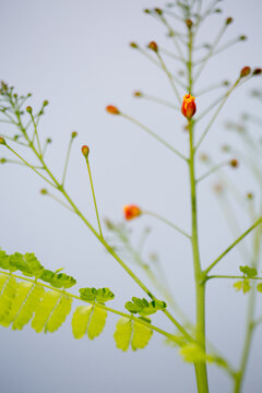 Pride Of Barbados