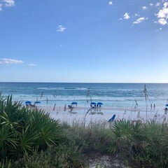 Plants on sandy beach with blue umbrellas by the sea under blue sky
