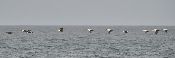 flock of seagulls