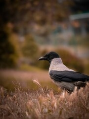 Vertical shot of a Crow on the herb against blur background