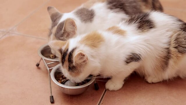 Several cats eat out of metal bowls at an animal shelter. Pet protection concept