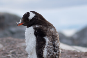 Close-up view of a young Gentoo penguin with duvet on its beak